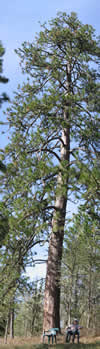 Ponderosa Pine
