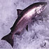 Salmon Recovery