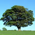 Tree Preservation